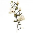 PLS01-Pr. of Cream Magnolia Stems