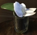 PL17-Mini, Single Orchid Flower in glass