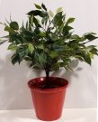 PL14-Plant, small fig tree w/red pot