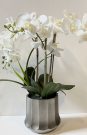 PL29-Lrg. Orchid in grey fluted pot