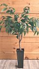 PLT08-Plant, Ficus Tree, 4 1/2ft
