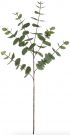 PLS20-Pr. of Green Eucalyptus Stems