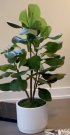 PLT10a-Fiddle Leaf, Fluted white pot
