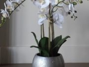 PL28-Orchids in Silver Pot, 3 sprays, Lrg