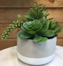 PL21-Succulents in concrete pot