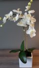 PL33a-Orchid, 2 spray, ceramic pot