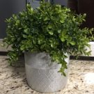 PL22-Boxwood greenery in silver pot