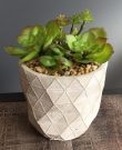 PL20a-Succulents in grey ceramic pot