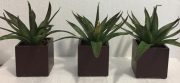 PL55-Set of 3, Aloe Plants, small