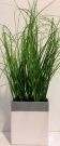 PL52a-Tall Grass, White/Grey Pot
