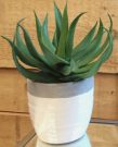 PL43a-Aloe Plant in White Pot, med