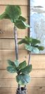 PLT08a-Fiddle Leaf, 3 Head Stick