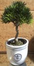PL43b-Bonsai Tree, Fleur de lis pot