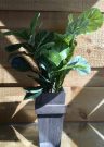 PLT11a-Plant in Grey Washed Wood Planter