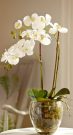 PL28a-3 stem Orchid in glass bowl