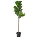 PLT14-Fiddle Leaf Tree, Tall 4.5′