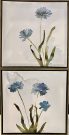 A51cd-Pr. of Blue Wild Flowers, Framed