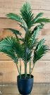 PLT03a-Palm Tree 4′, black pot