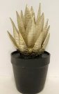 Decorative Plant, Gold Aloe-Acc079