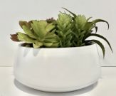 PL20c-Succulents, White Ceramic Pot