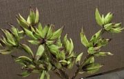 PLS05b-Floral Stems, 4pc Aloe Branches