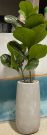 PLT16-Fiddle Leaf in concrete pot, 3.5′