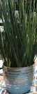 PL52ab-Tall Grass in Teal Striped Pot