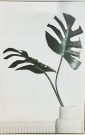 A06de-Leaves in Vase, Green & White