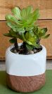 PL20d-Succulents, White & Brown Pot