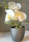 PL17b-Mini Orchid stem in black pot