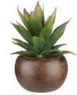 PL55d-Mini Aloe Plant, Mango wood pot