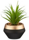 PL55c-Mini Aloe Plant, black & gold pot