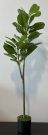 PLT13b-Fiddle Leaf, Tall & Slender 4.5′