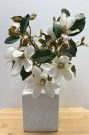 PL11a-Magnolias, Square White Vase