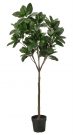 PLT16a-Magnolia Tree, 6 1/2’ Tall