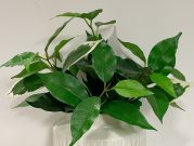 PLS15b-Set of Green Fig Leaf Sprigs