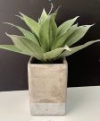 PL21a-Aloe in two-tone concrete pot