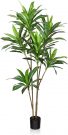 PLT09aa-Tall Dracaena Plant, 7′