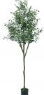 PLT16c-Olive Tree w/buds, 6′ Tall