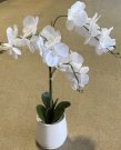 PL30c-Orchid 3 Spray, White Dot Pot-PL30c